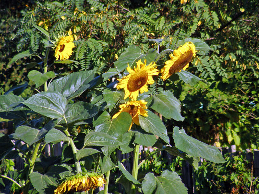 425557 (a): :1600x1200